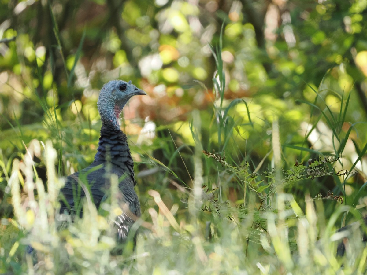 Wild Turkey - ML641977037