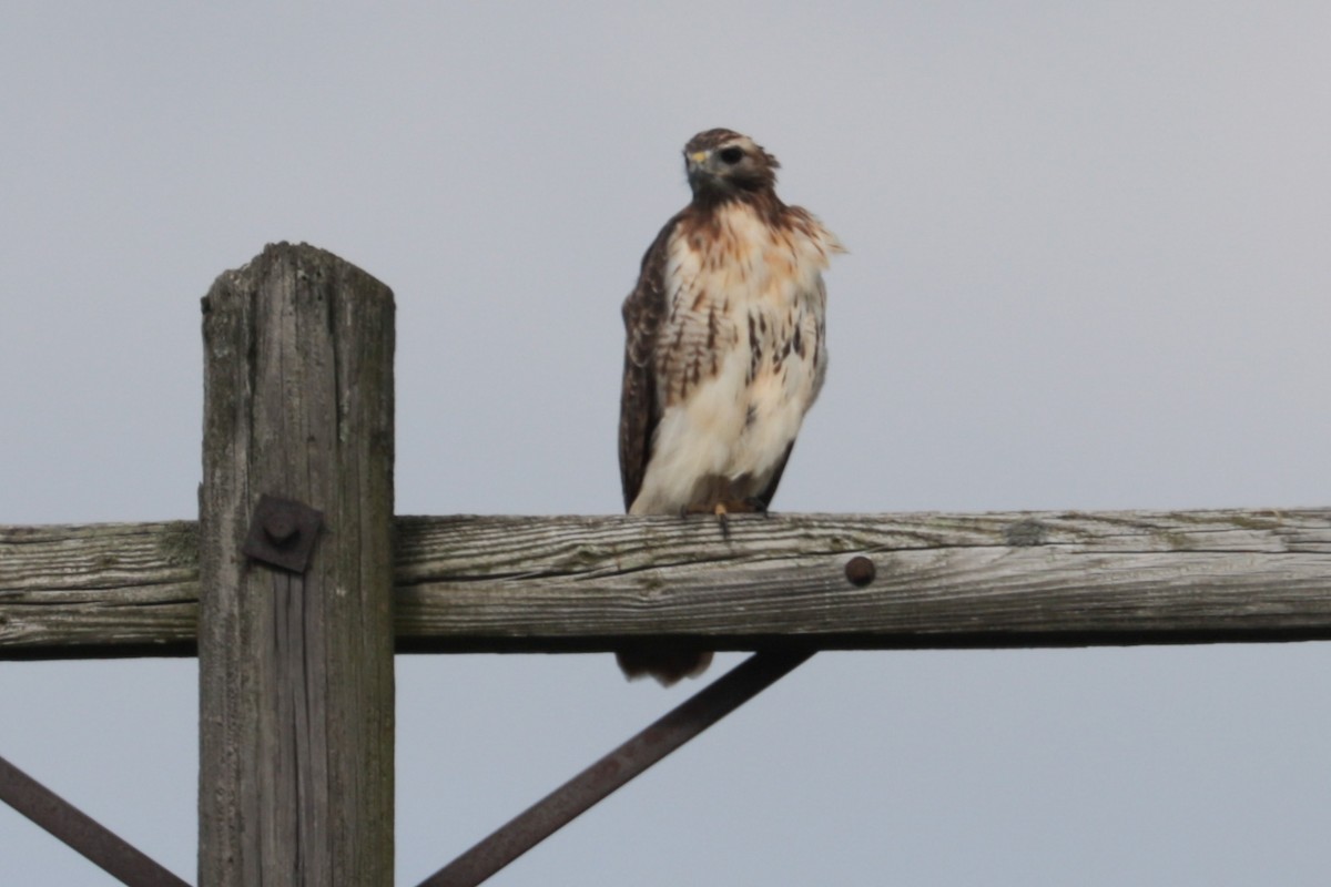 Red-tailed Hawk - ML641977040