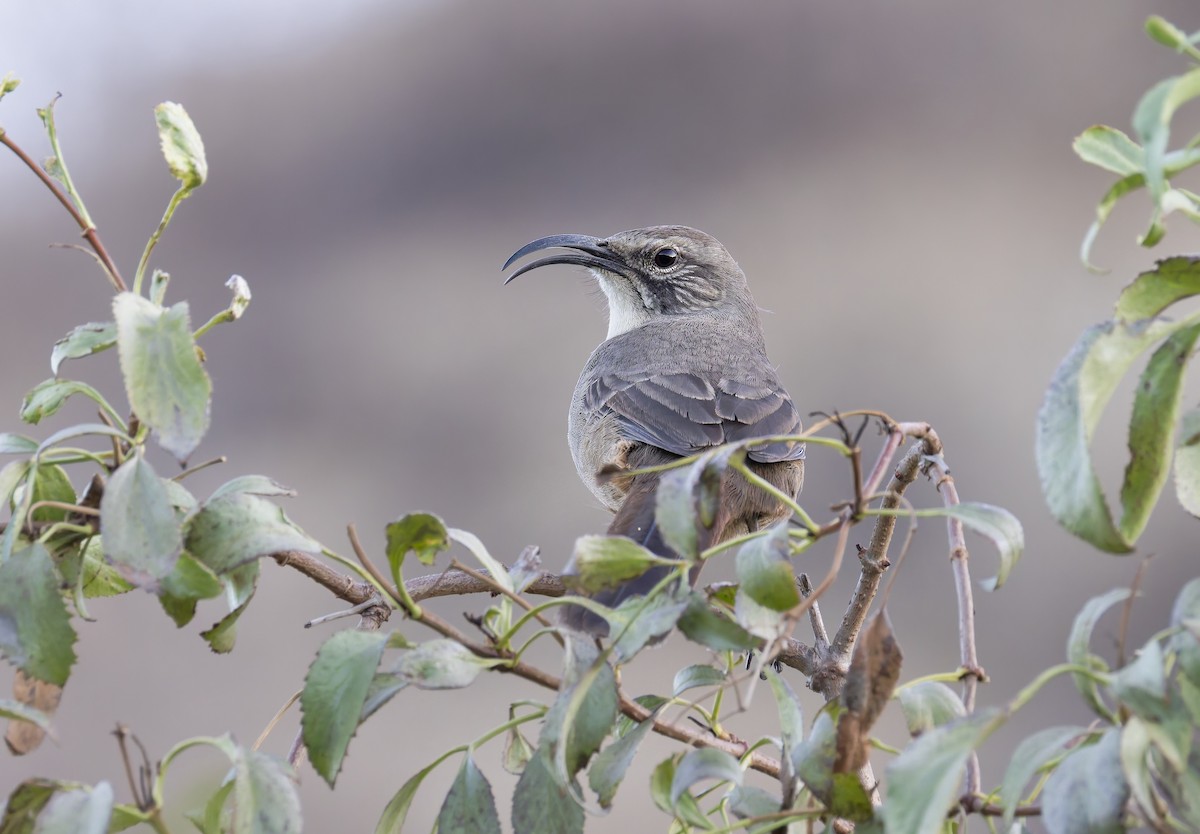 California Thrasher - ML641977042