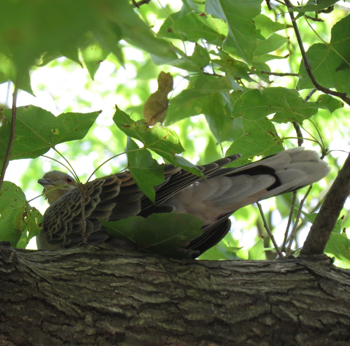 Oriental Turtle-Dove - ML641977054