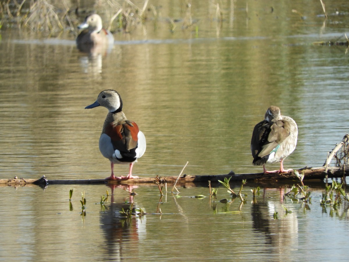 Ringed Teal - ML641977067
