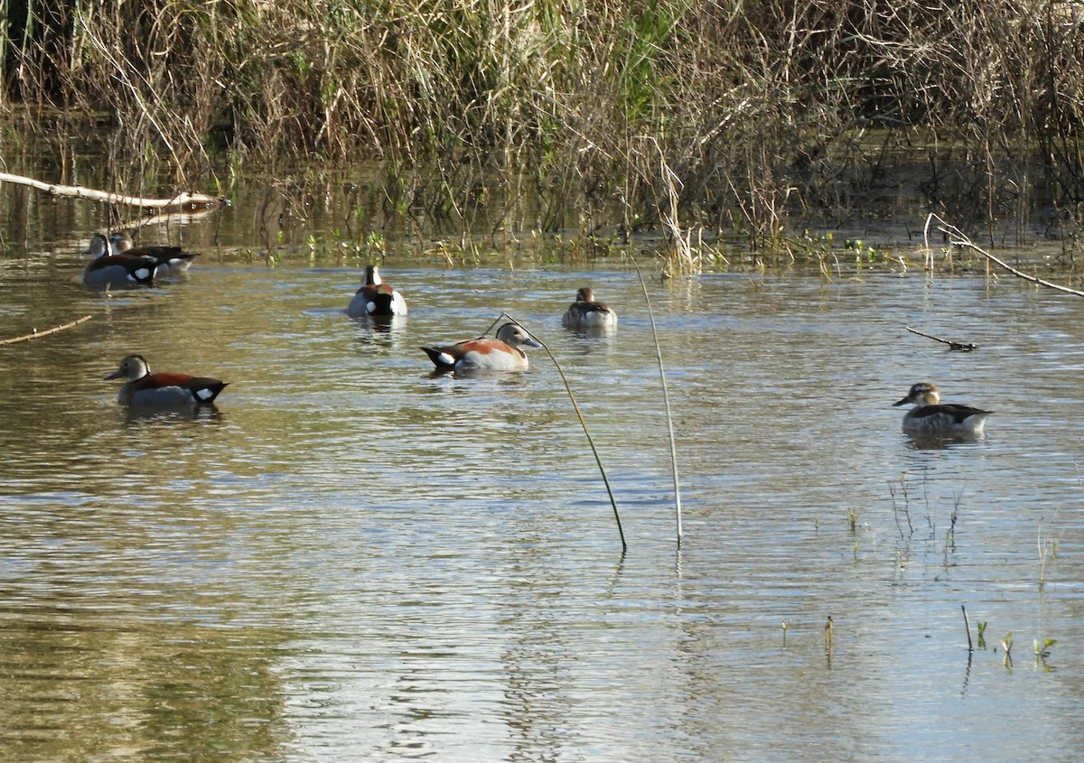 Ringed Teal - ML641977068