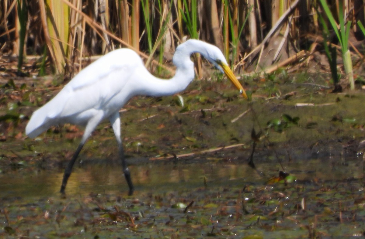 Great Egret - ML641977086