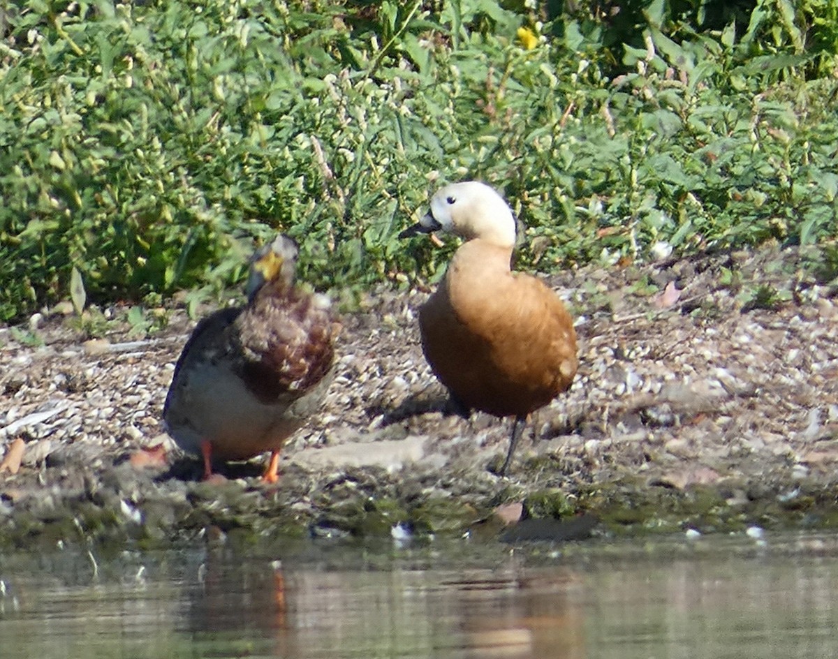 Ruddy Shelduck - ML641977108