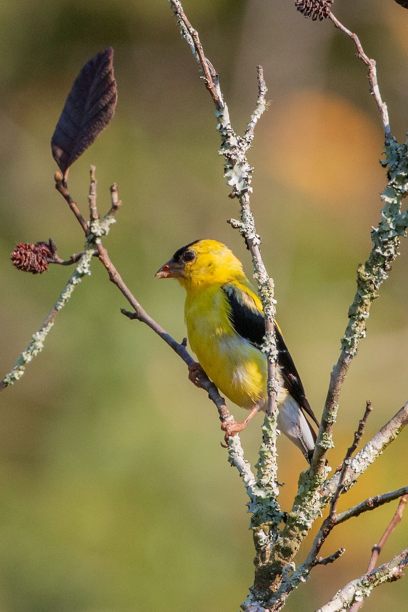 Chardonneret jaune - ML641977126