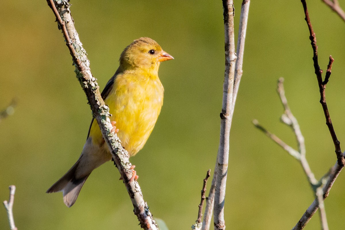 Chardonneret jaune - ML641977127