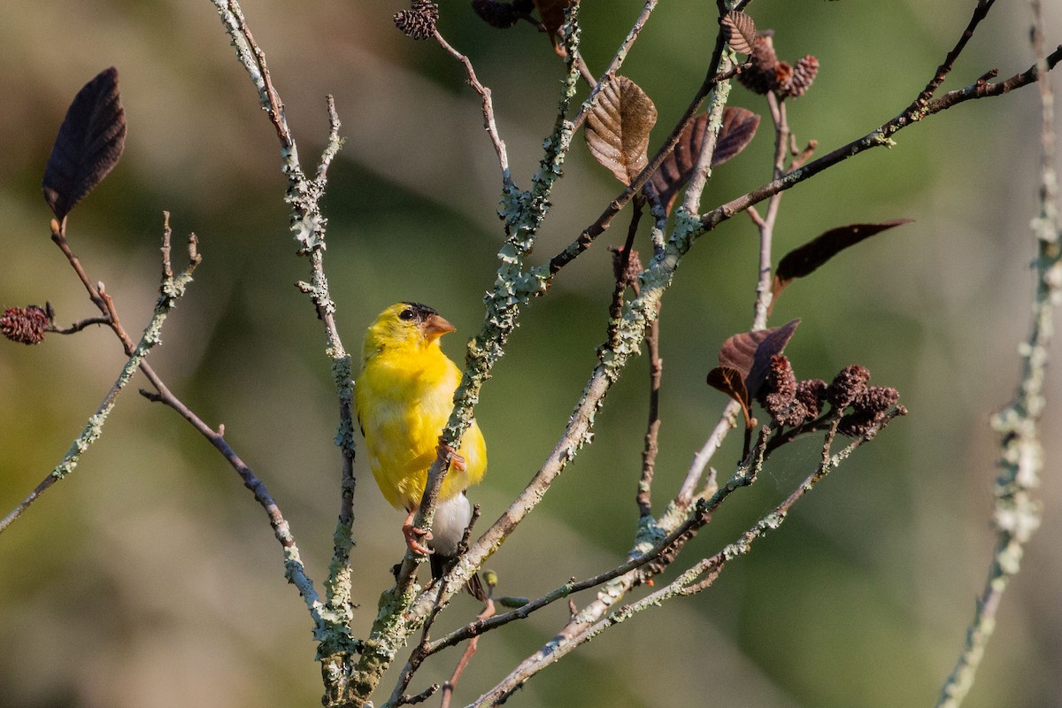 Chardonneret jaune - ML641977129