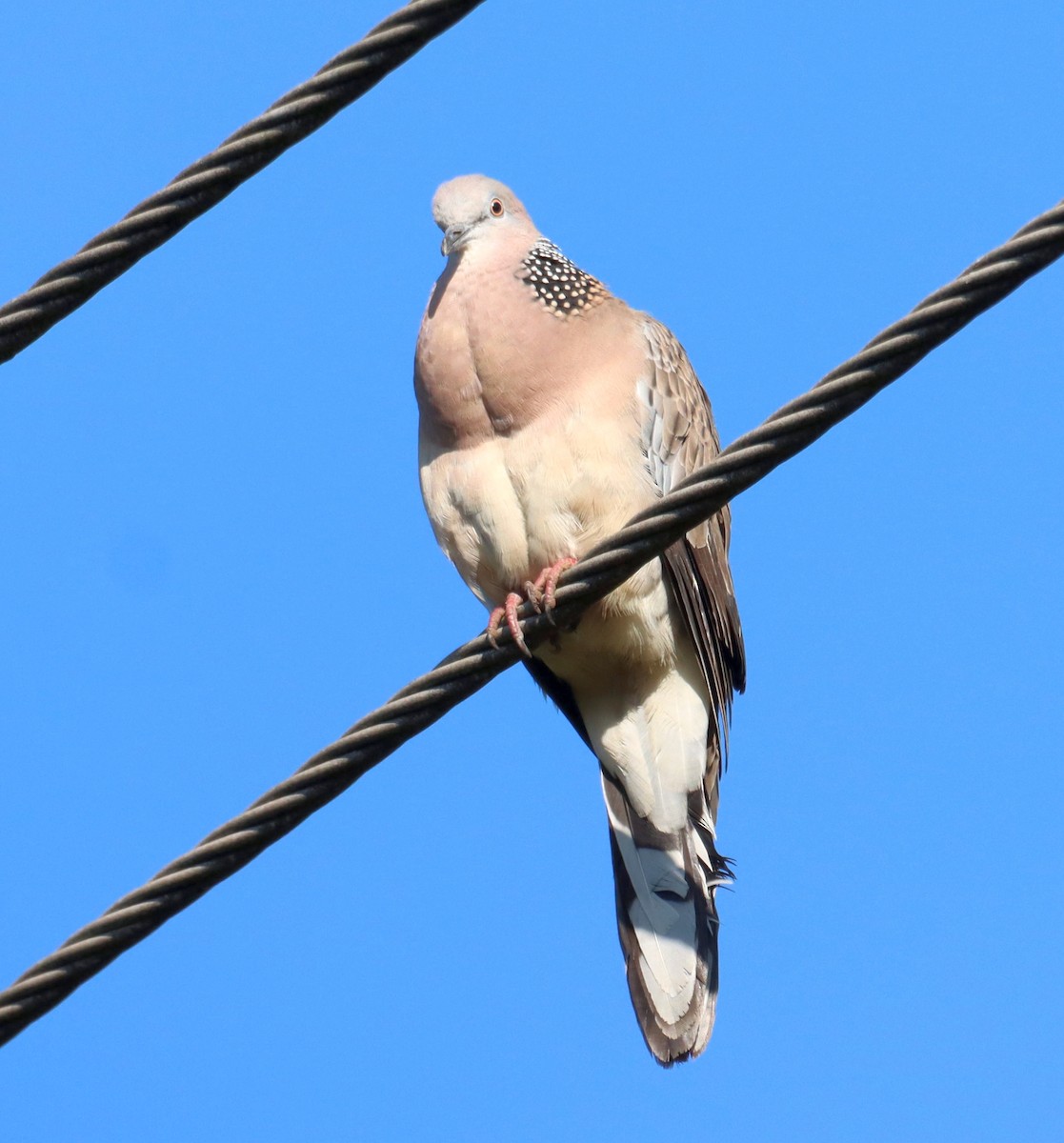 Spotted Dove - ML641977132