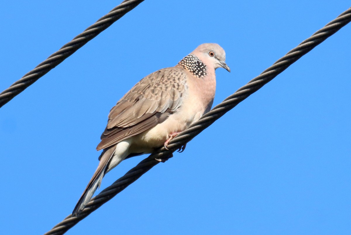 Spotted Dove - ML641977133