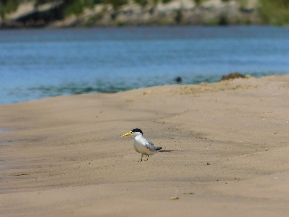 Yellow-billed Tern - ML641977136