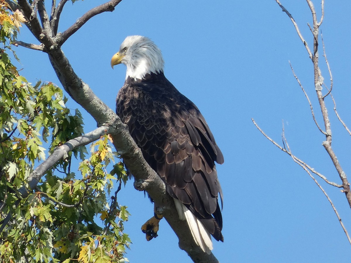 Bald Eagle - ML641977142