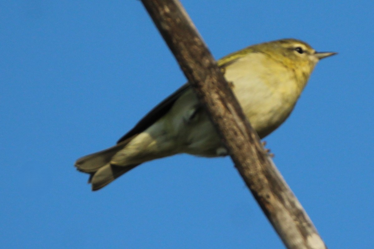 Tennessee Warbler - ML641977154