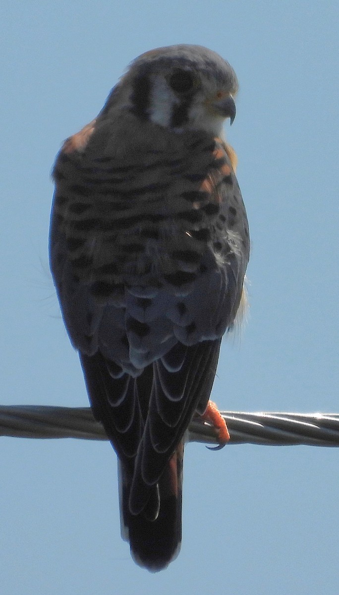 American Kestrel - ML641977160