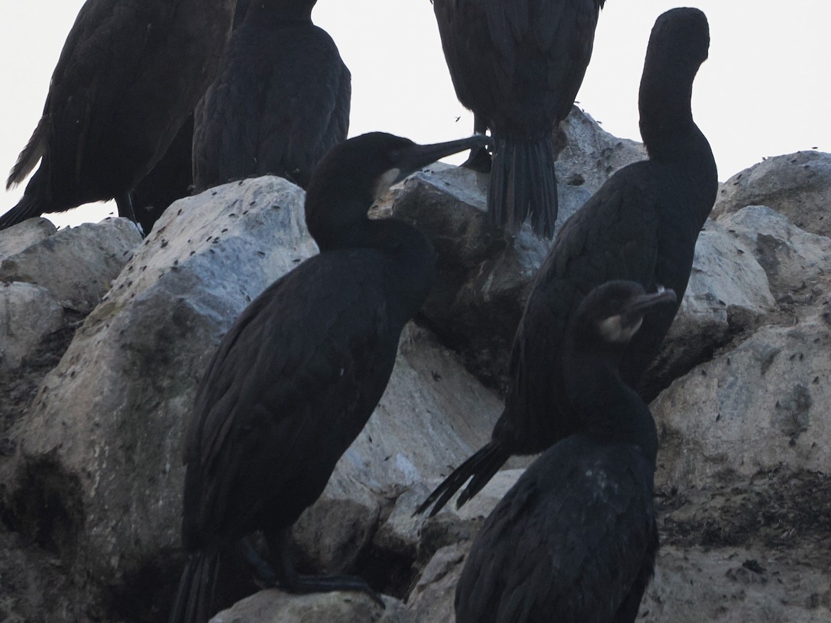 Brandt's Cormorant - ML641977163