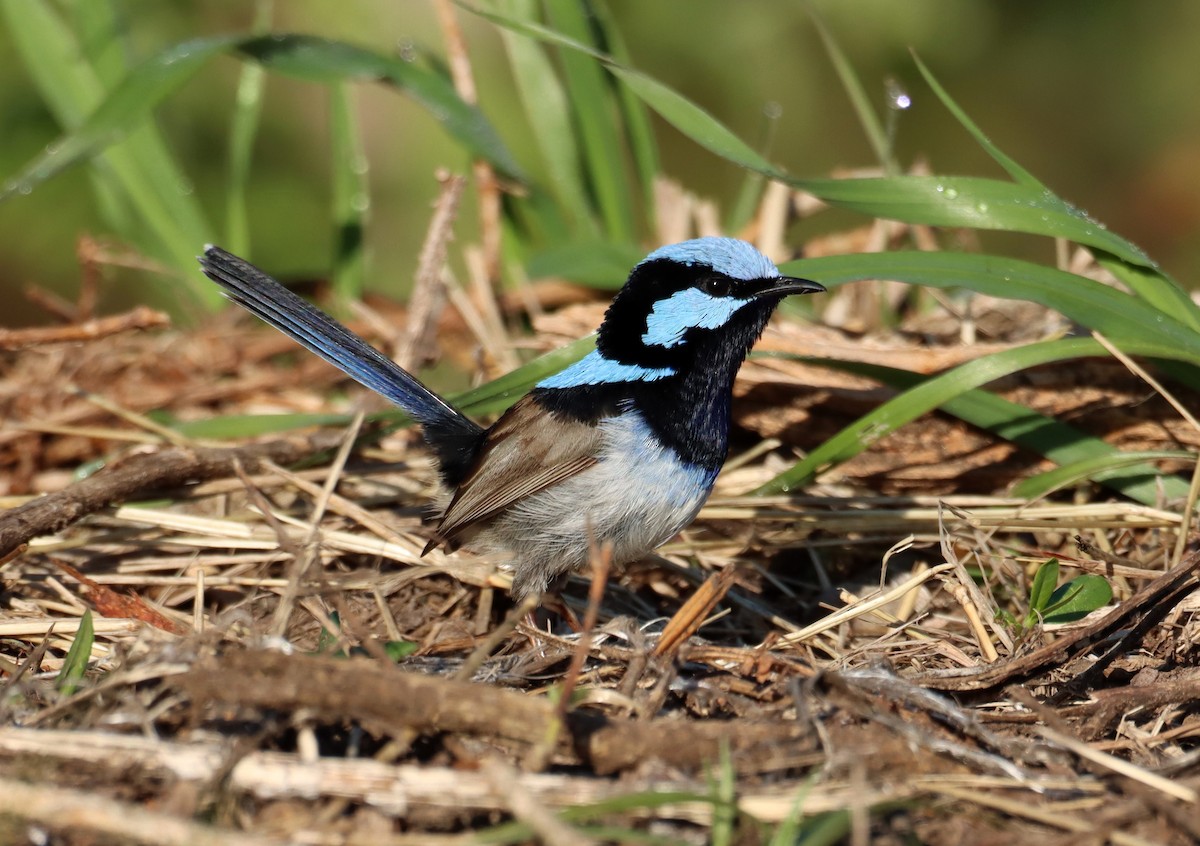 Superb Fairywren - ML641977168