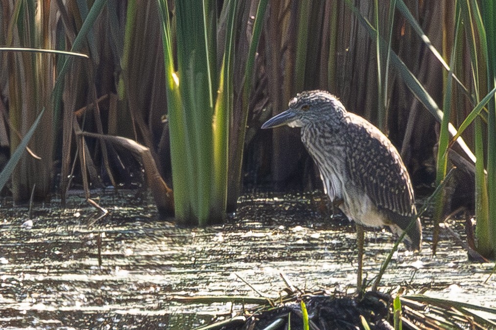 Yellow-crowned Night Heron - ML641977173
