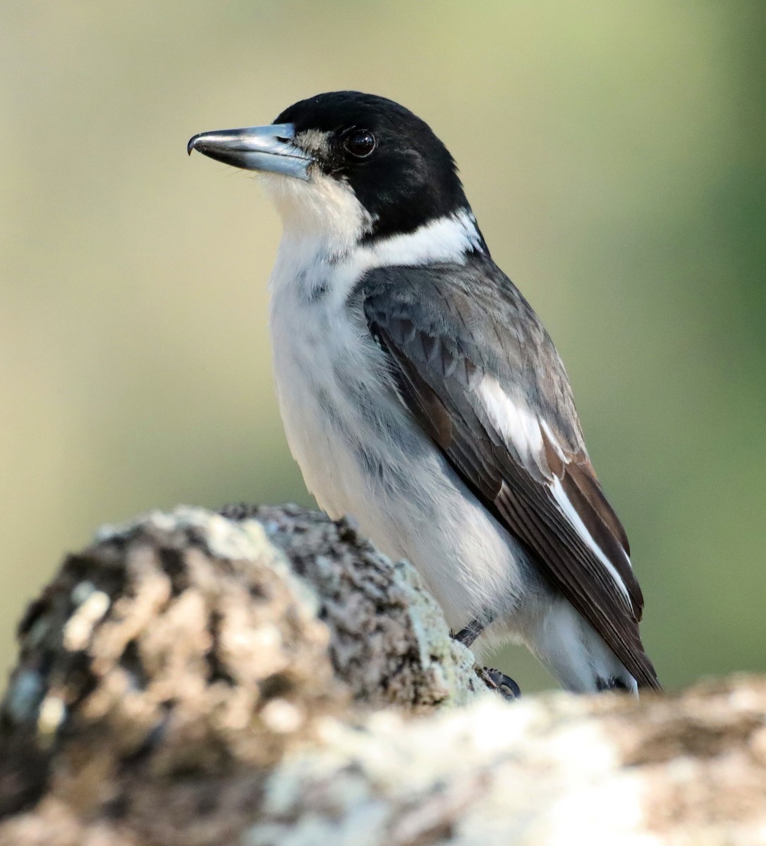 Gray Butcherbird - ML641977184