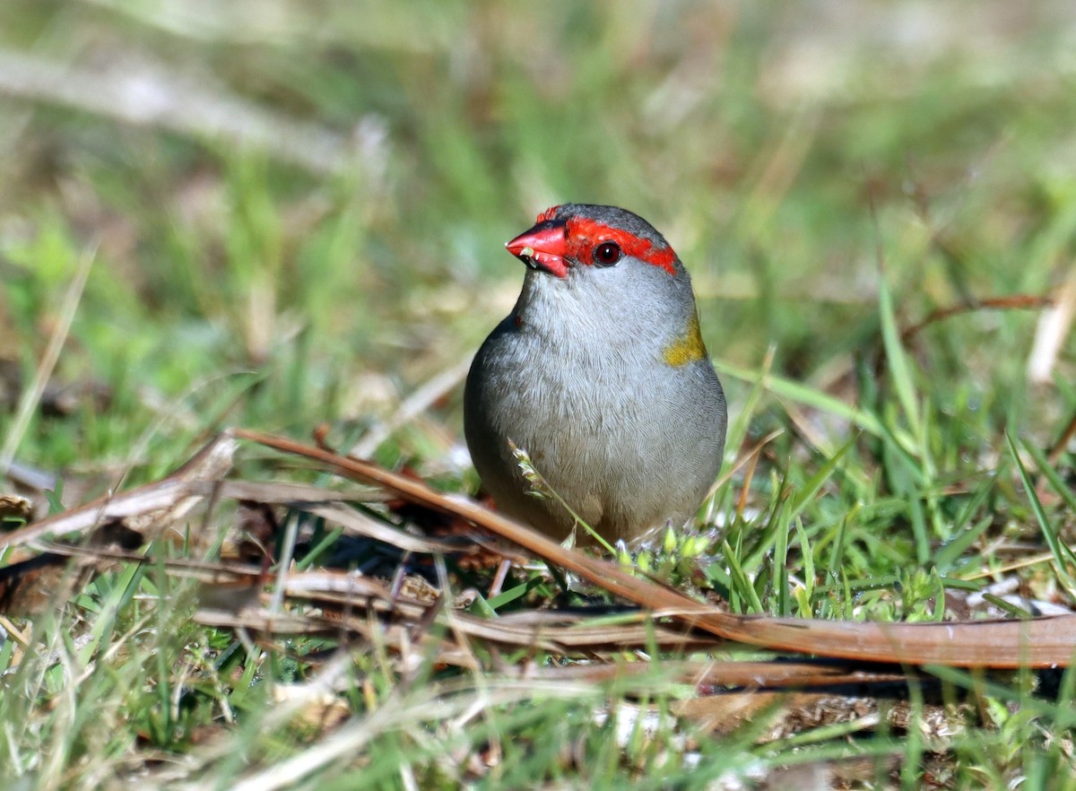 Red-browed Firetail - ML641977189