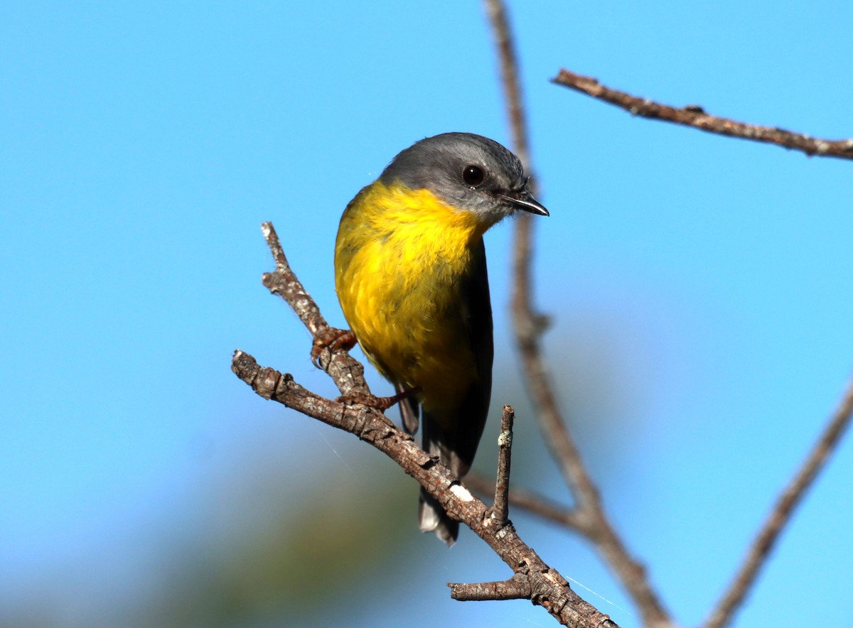 Eastern Yellow Robin - ML641977194