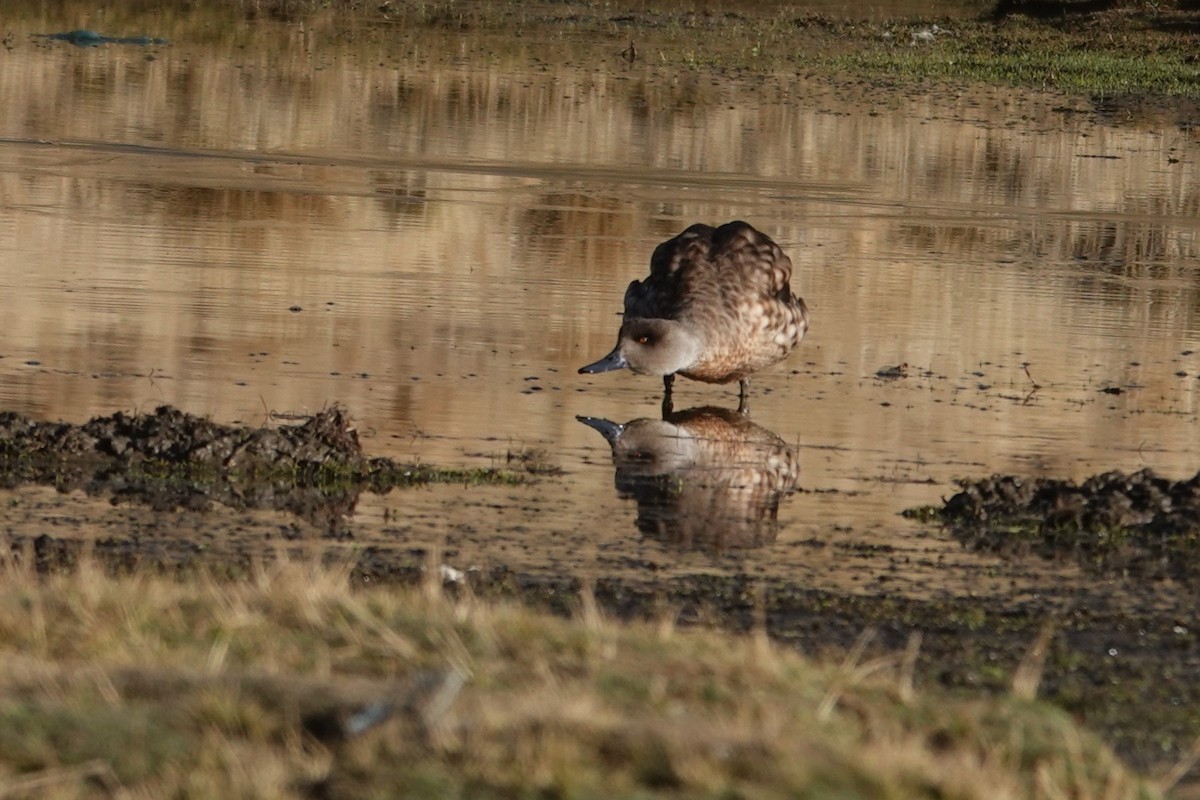 Crested Duck - ML641977215