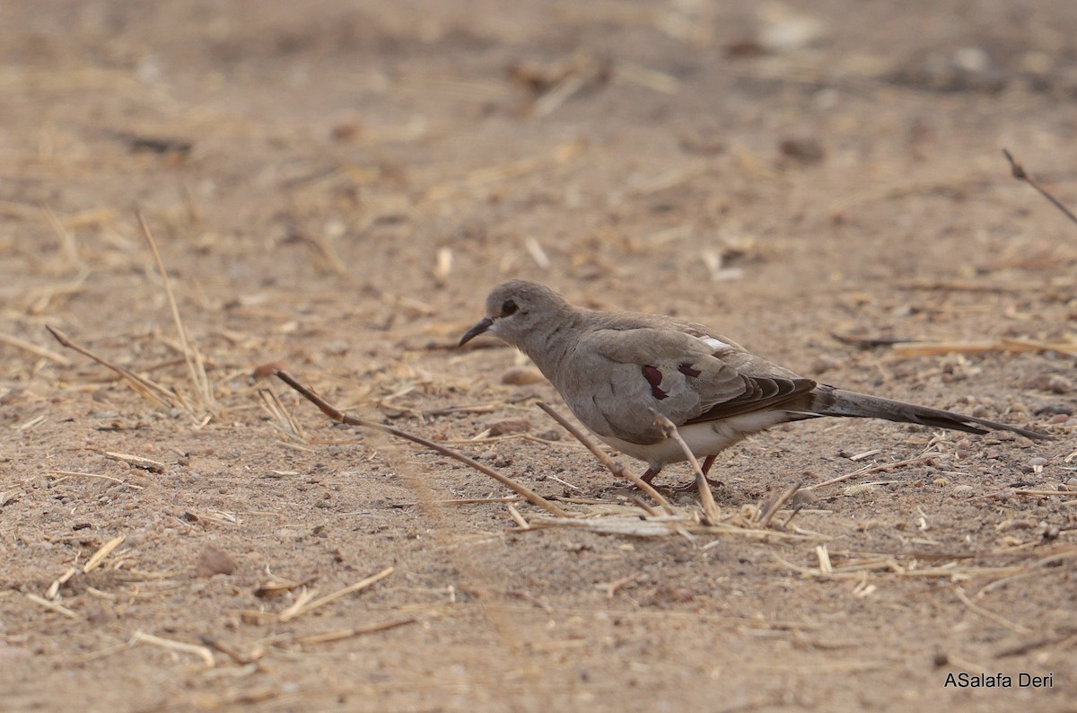 Namaqua Dove - ML641977233