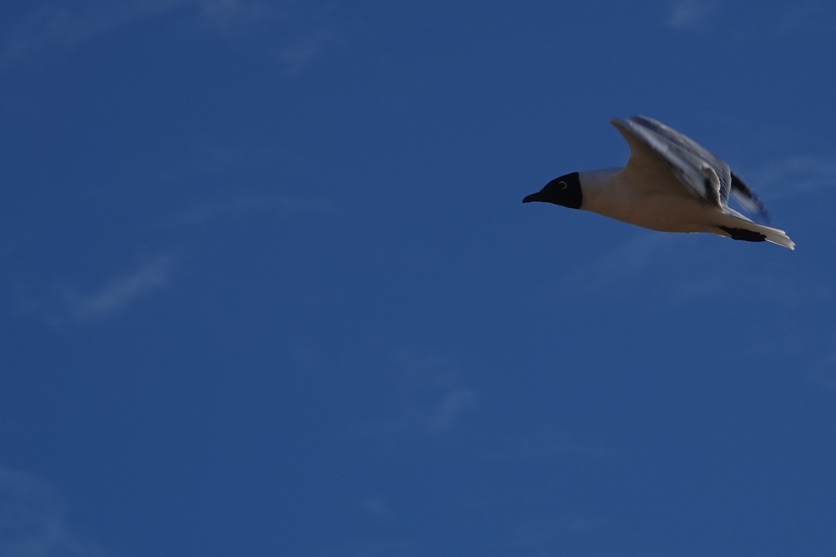 Andean Gull - ML641977239