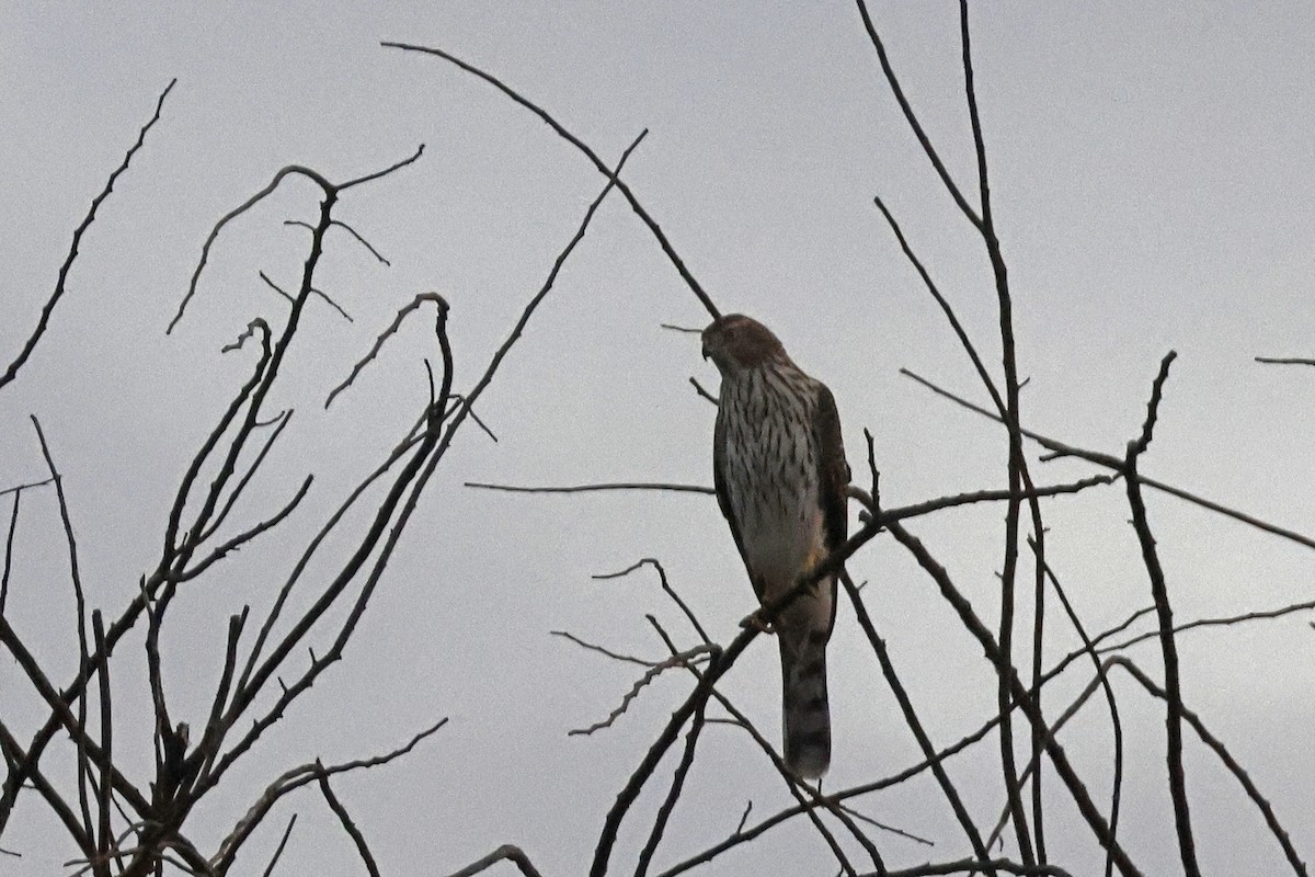 Cooper's Hawk - ML641977260