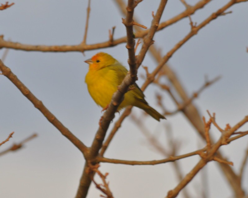 Saffron Finch - ML641977261