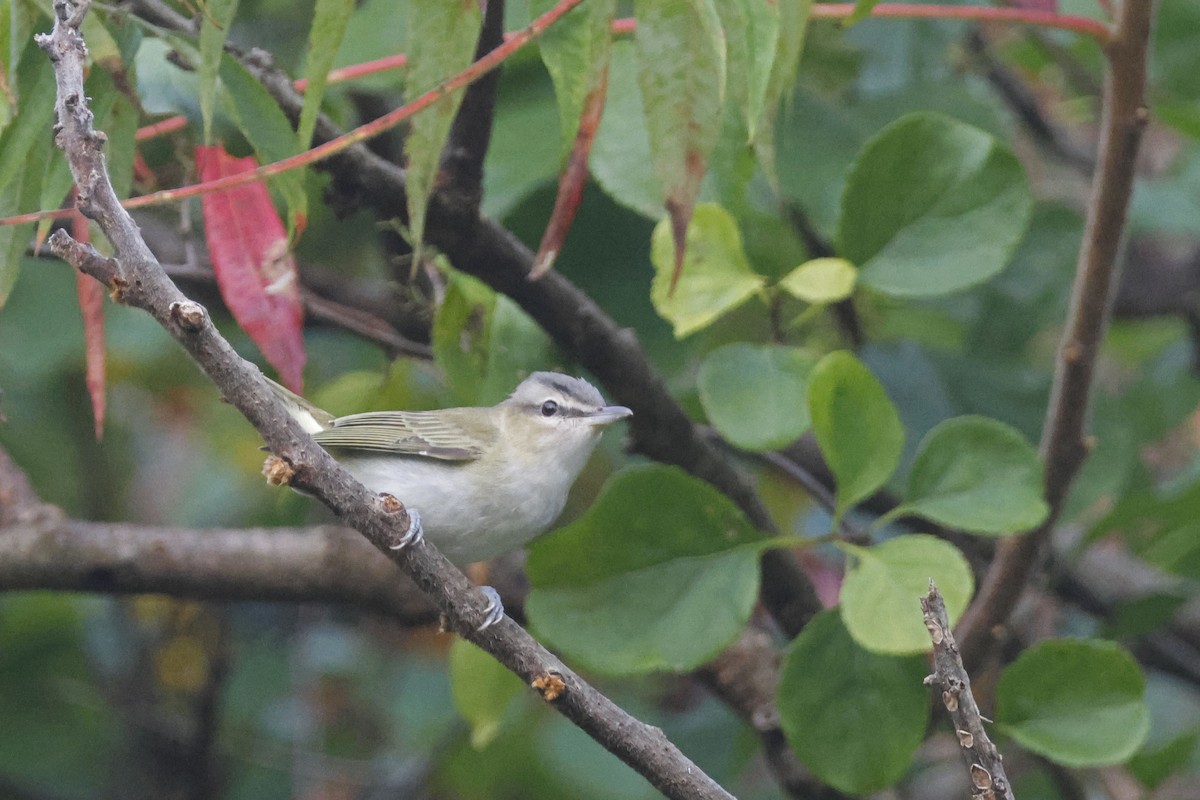 Red-eyed Vireo - ML641977263