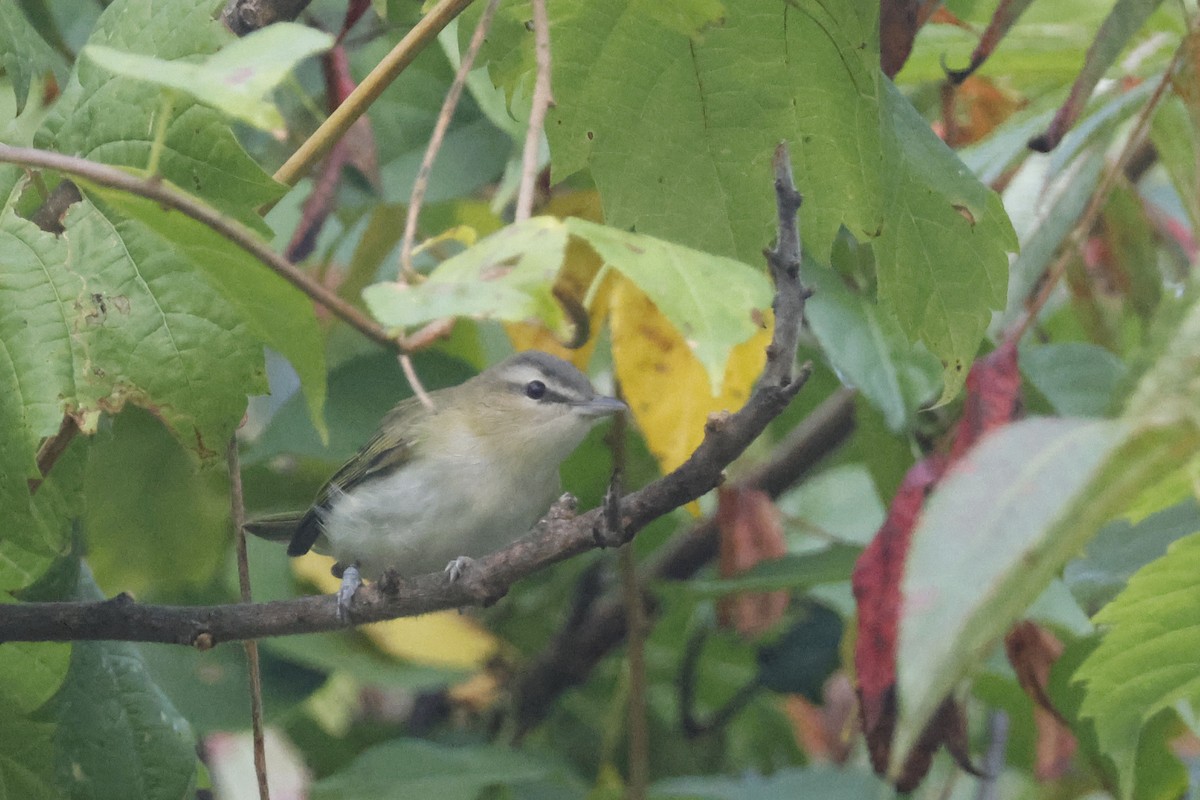 Red-eyed Vireo - ML641977268