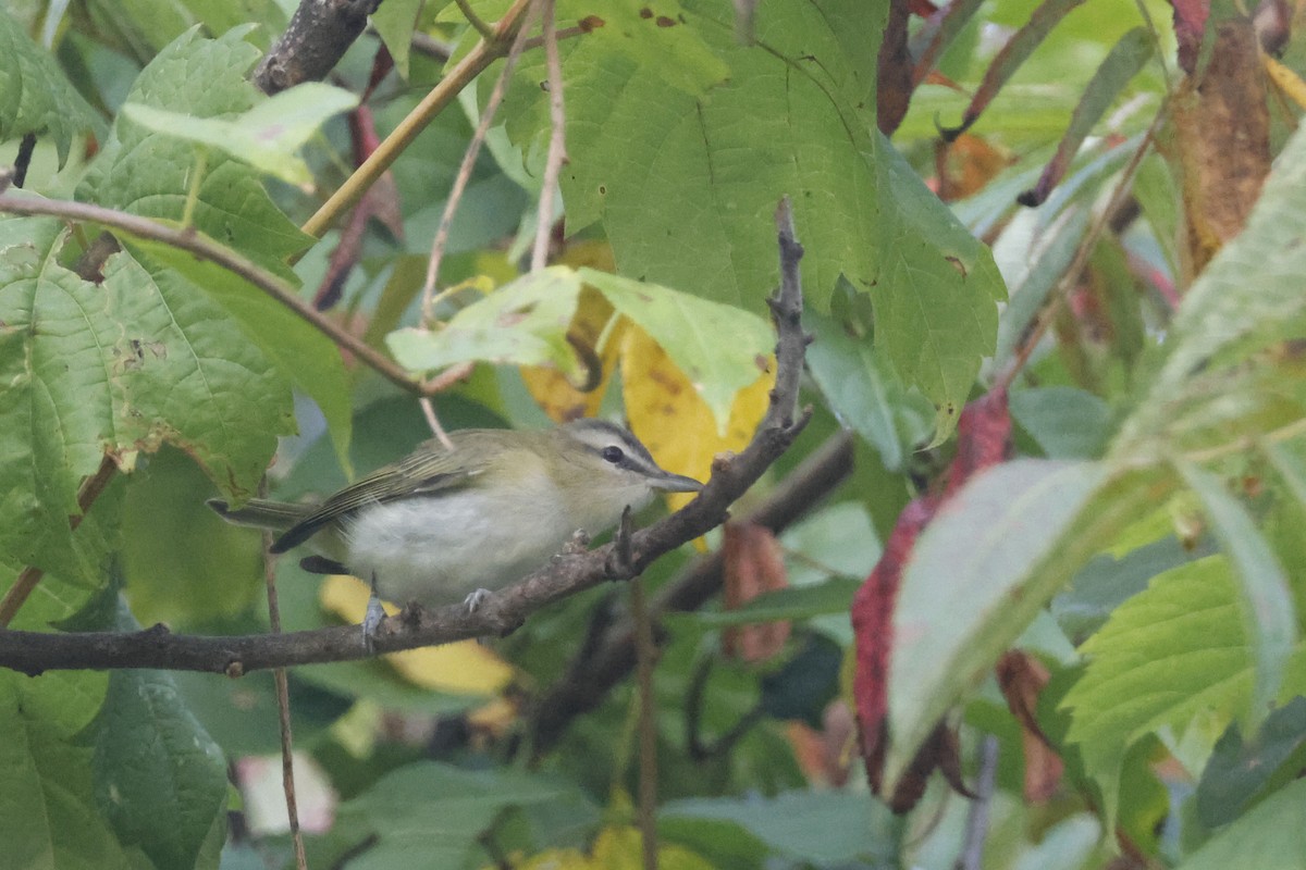 Red-eyed Vireo - ML641977269