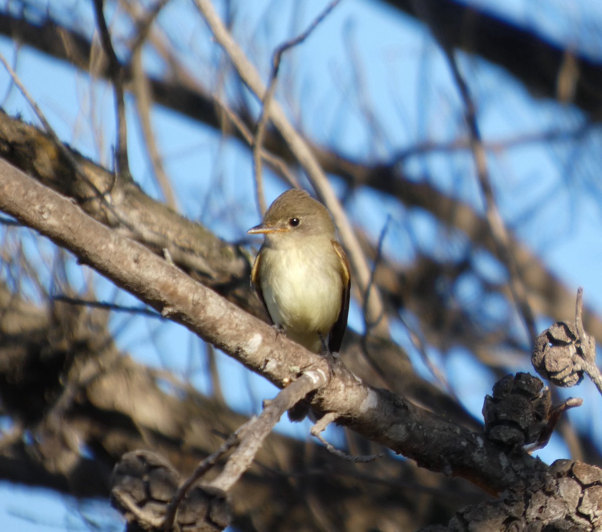 Willow Flycatcher - ML641977275