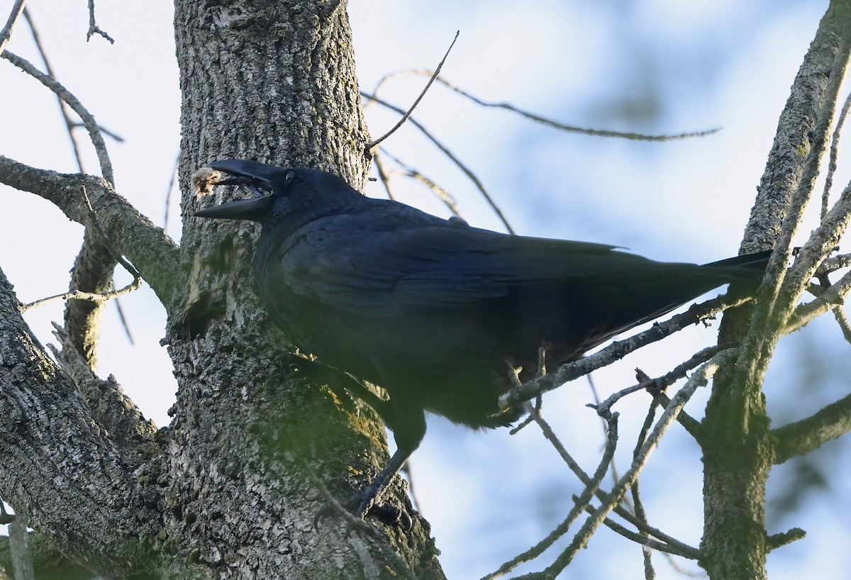 Common Raven - ML641977278