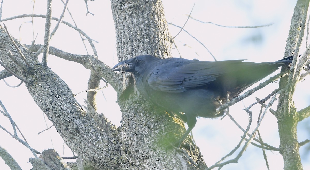 Common Raven - ML641977282