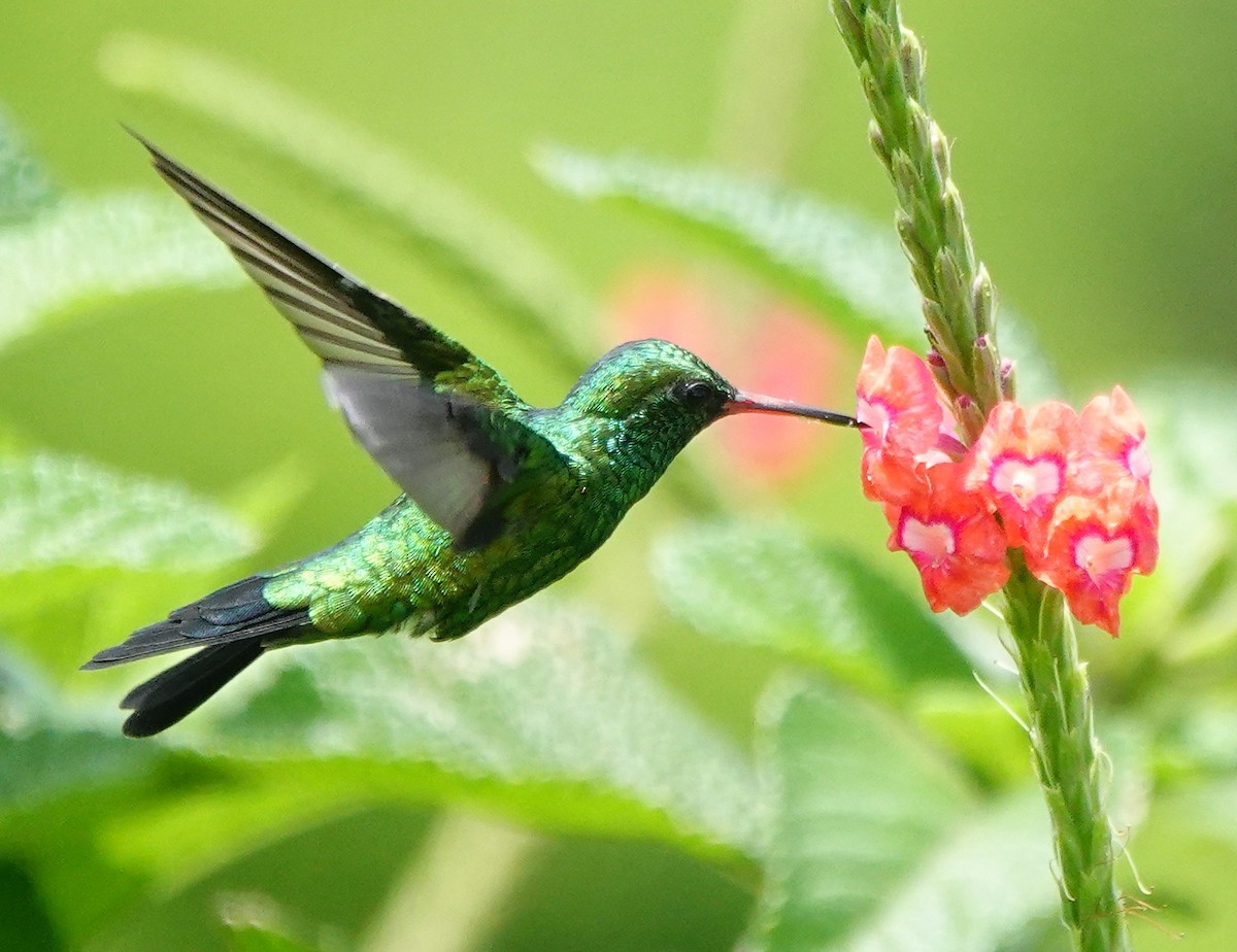 Canivet's Emerald - ML641977283