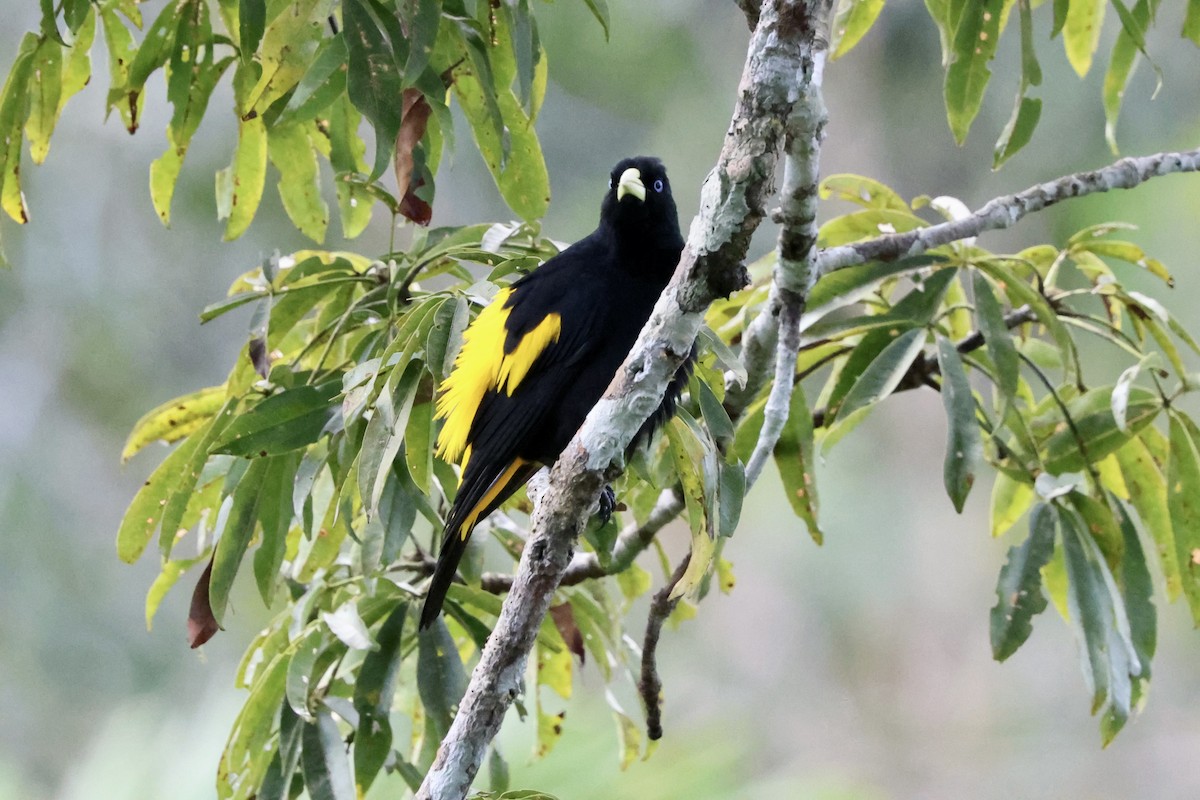 Yellow-rumped Cacique - ML641977287