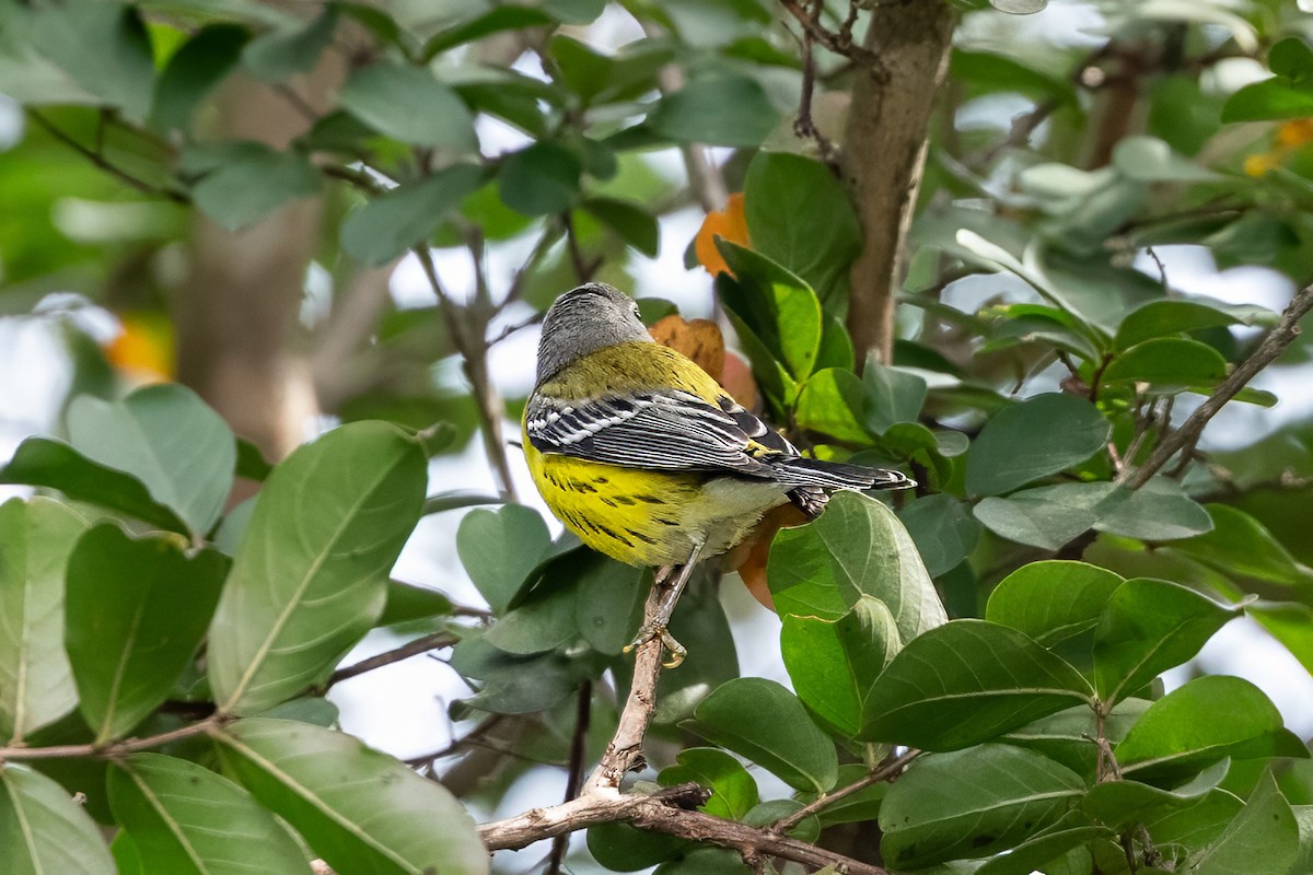Magnolia Warbler - ML641977288