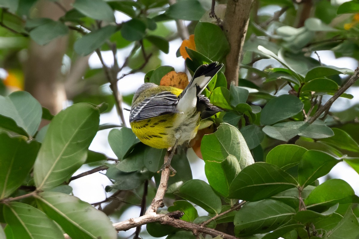 Magnolia Warbler - ML641977290