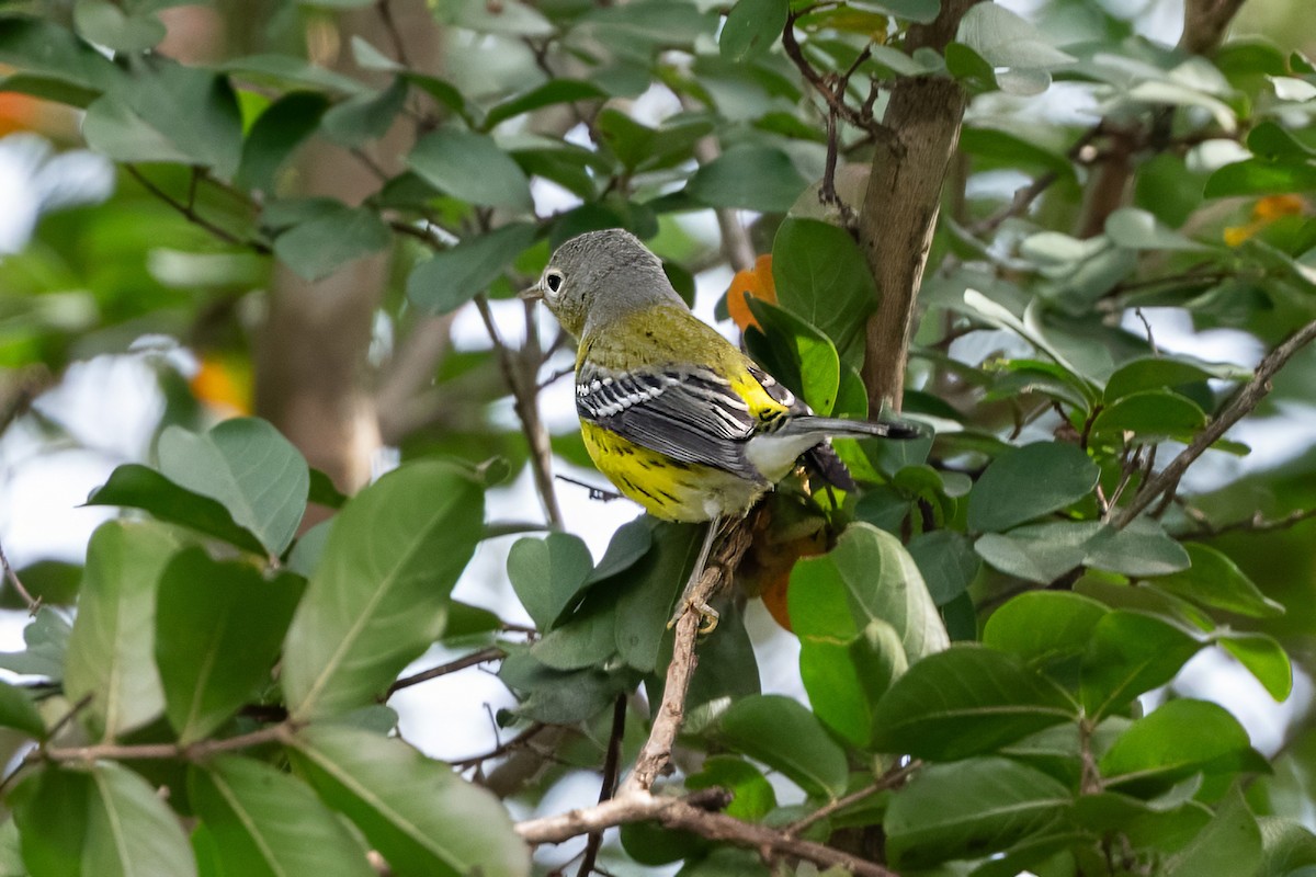 Magnolia Warbler - ML641977291