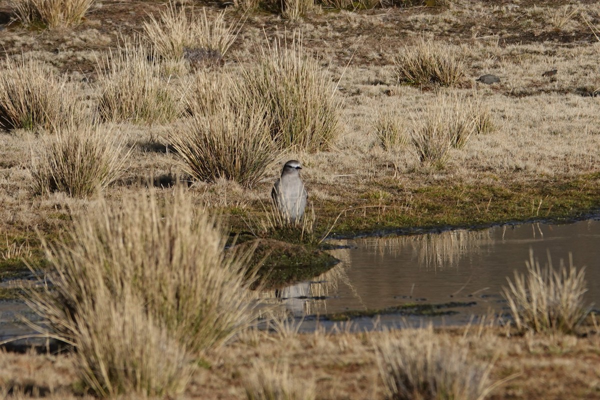 White-fronted Ground-Tyrant - ML641977292