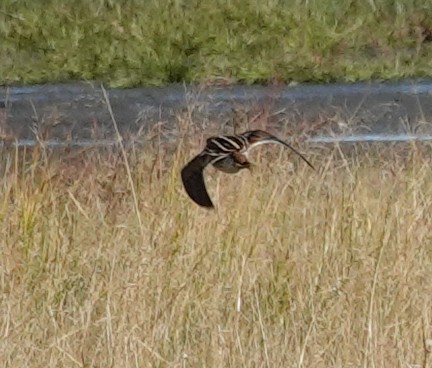 Common Snipe - ML641977295