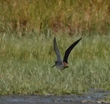 Common Snipe - ML641977296