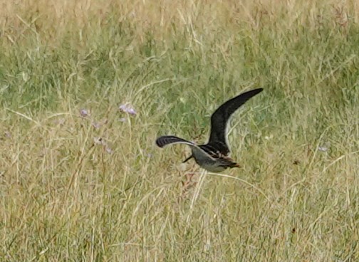 Common Snipe - ML641977297