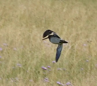 Common Snipe - ML641977298