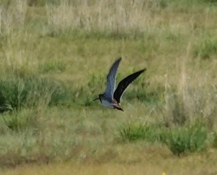Common Snipe - ML641977299