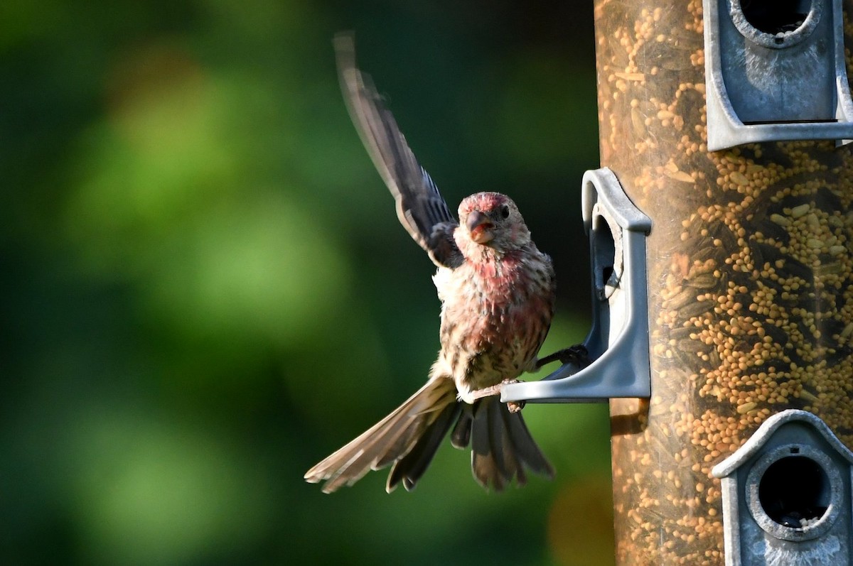 House Finch - ML641977300