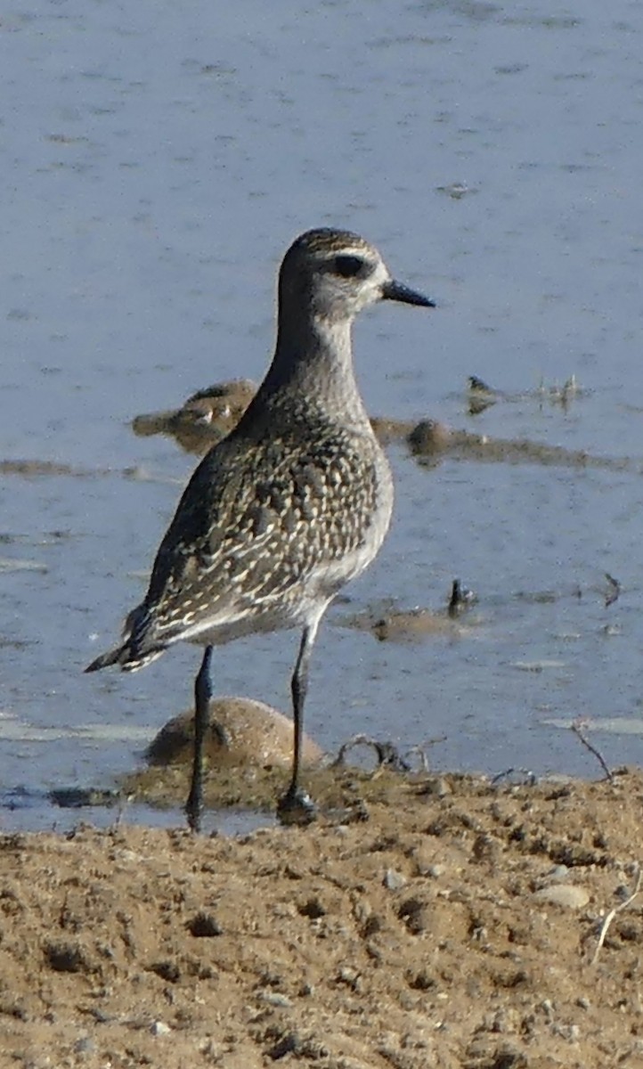 American Golden-Plover - ML641977301