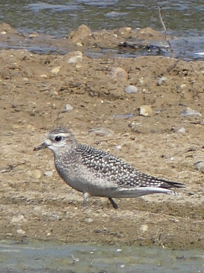 American Golden-Plover - ML641977302