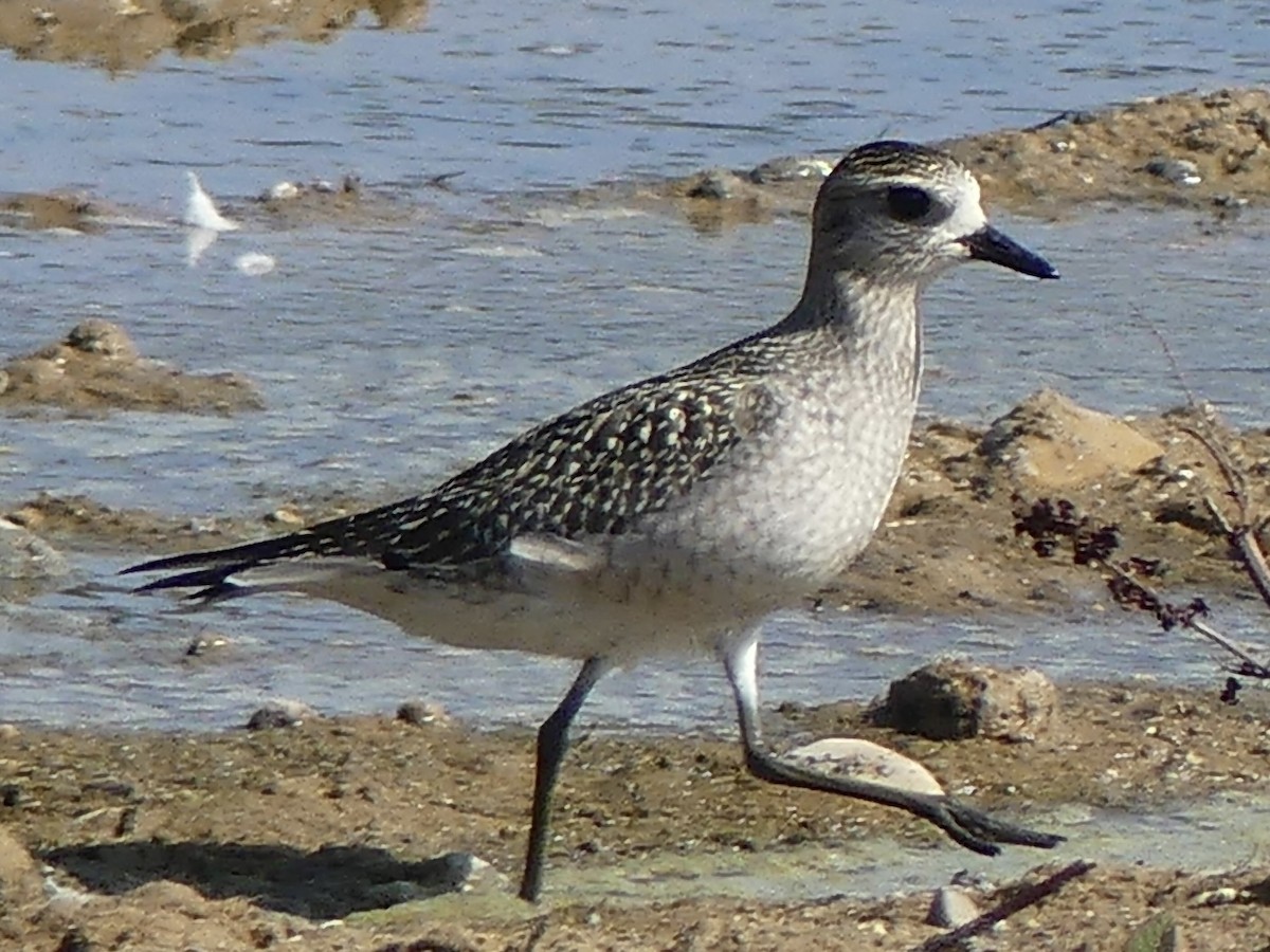 American Golden-Plover - ML641977303