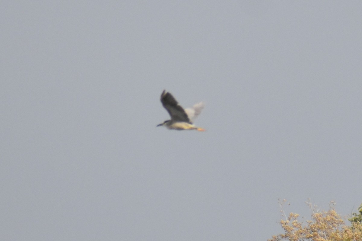 Black-crowned Night Heron - ML641977315